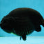 AAA Grade Strong Body Structure Godzilla Black Ranchu Male 5-5.5 inches #052325RC_15