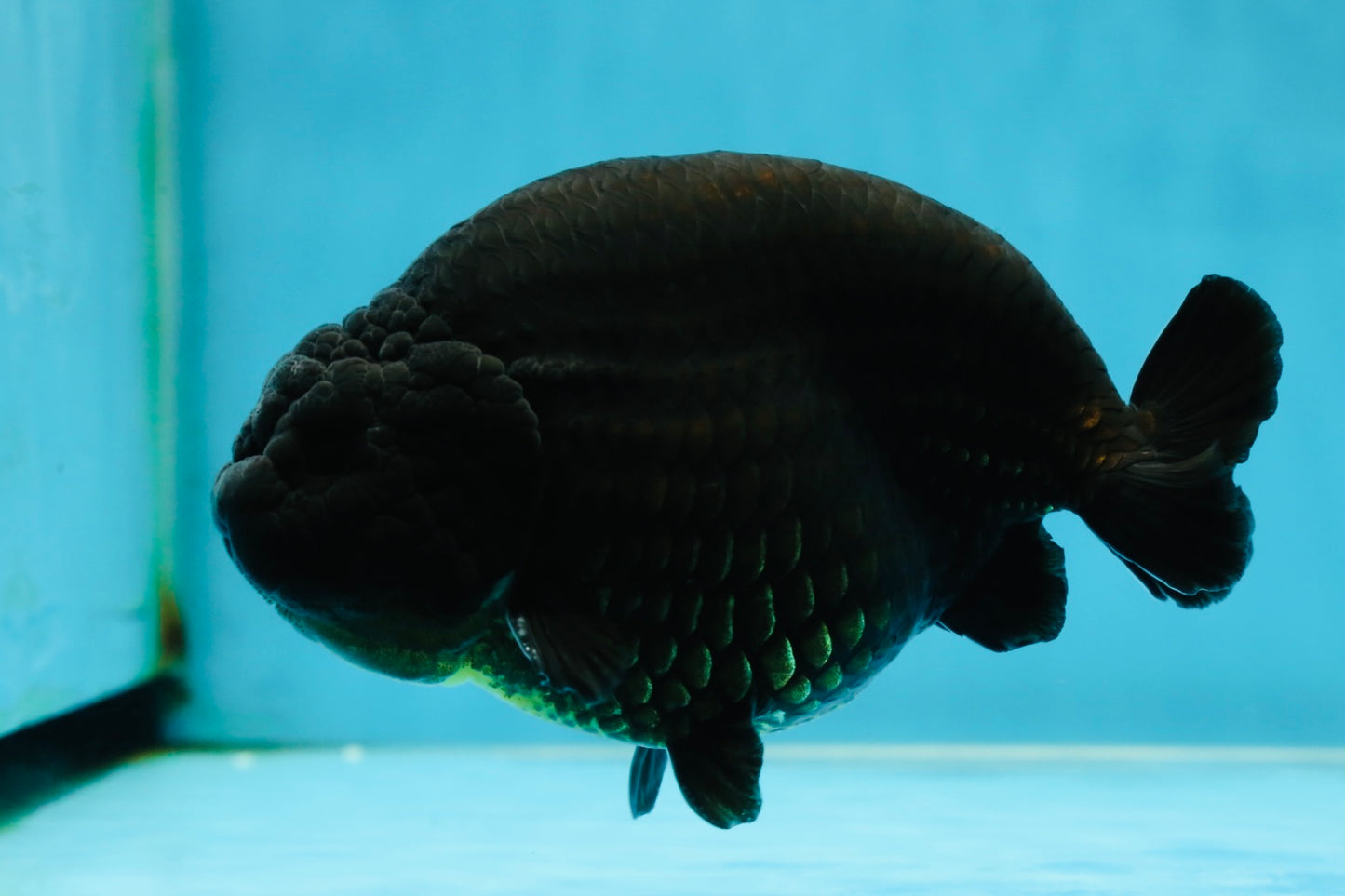 AAA Grade Strong Body Structure Godzilla Black Ranchu Male 5-5.5 inches #052325RC_15