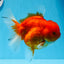 AAA Grade Cherry Sakura Oranda Female 5.5 inches #0712OR_03