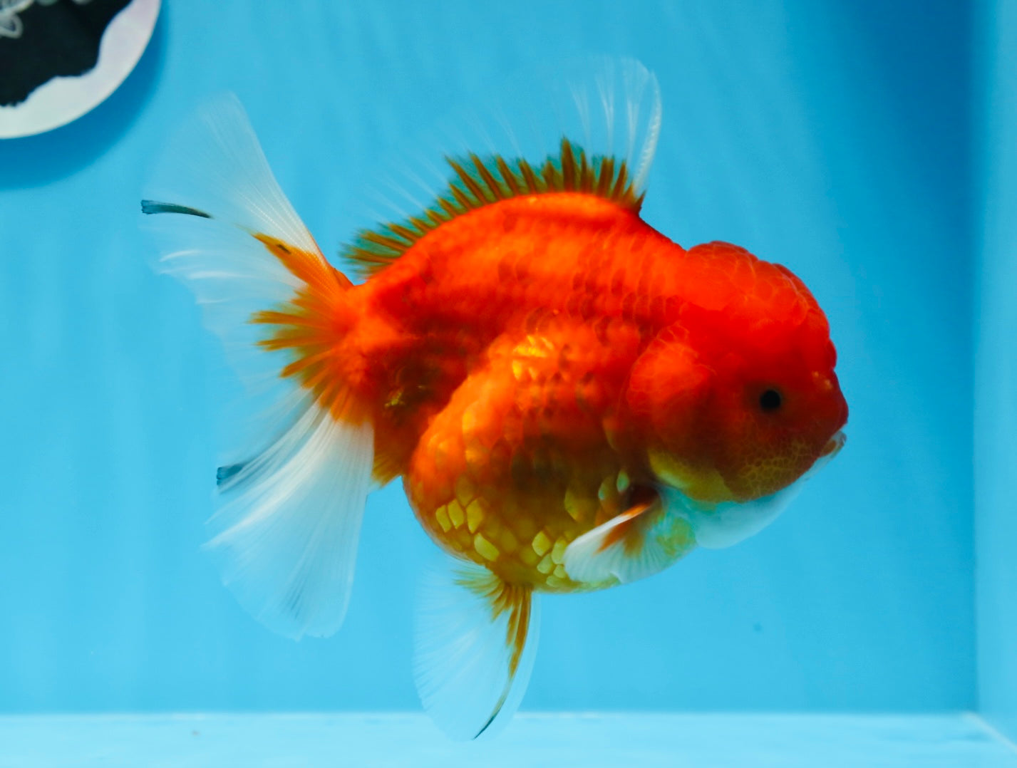 AAA Grade Cherry Sakura Oranda Female 5.5 inches #0712OR_03