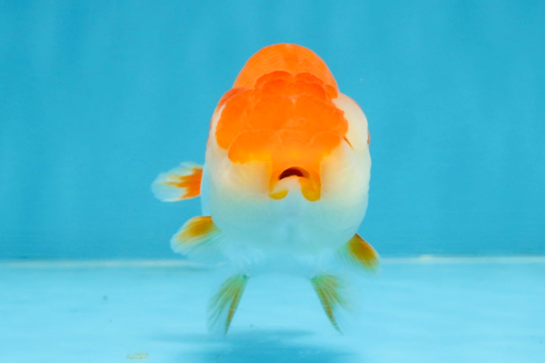 A Grade Red White LionQueen 4 inches #103125LC_20