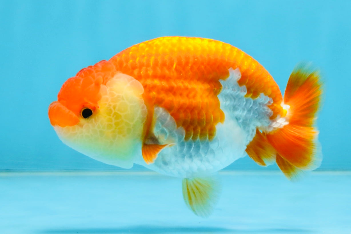 A Grade Red White LionQueen 4 inches #112125LC_06