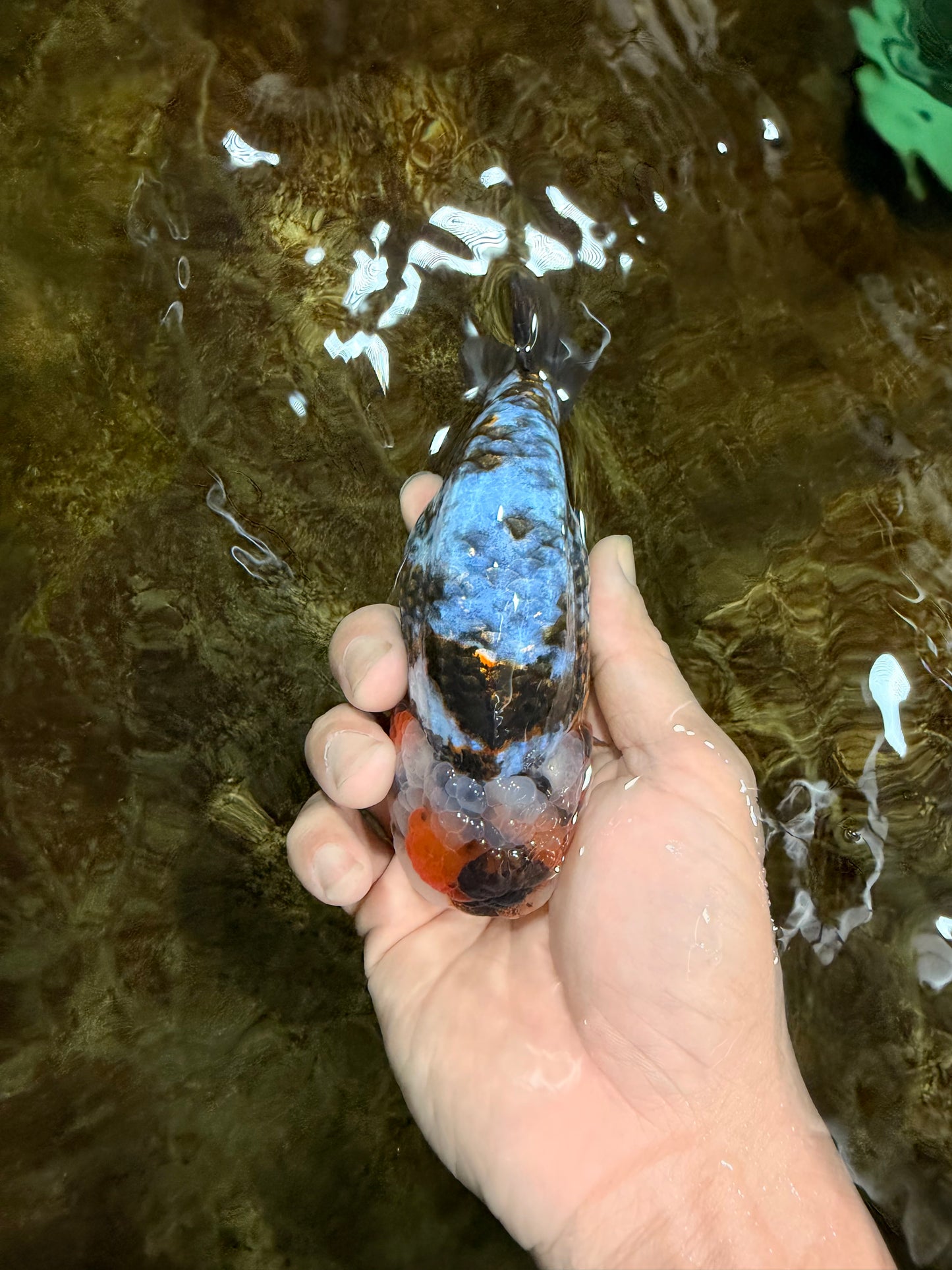 A Grade Calico Blue Base LionQueen 5 inches #103125LC_17