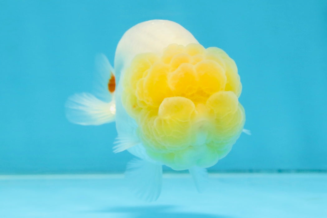 AAA Grade Young Lemonhead LionQueen 4 inches #101025LC_02