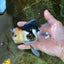 A Grade Tricolor Oranda Female 5 inches #080125OR_32