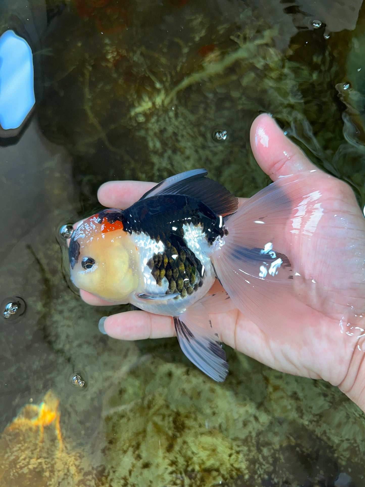 A Grade Tricolor Oranda Female 5 inches #080125OR_32