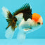 CLOWN A Grade Tricolor Oranda Male 5-5.5 inches #032026OR_14