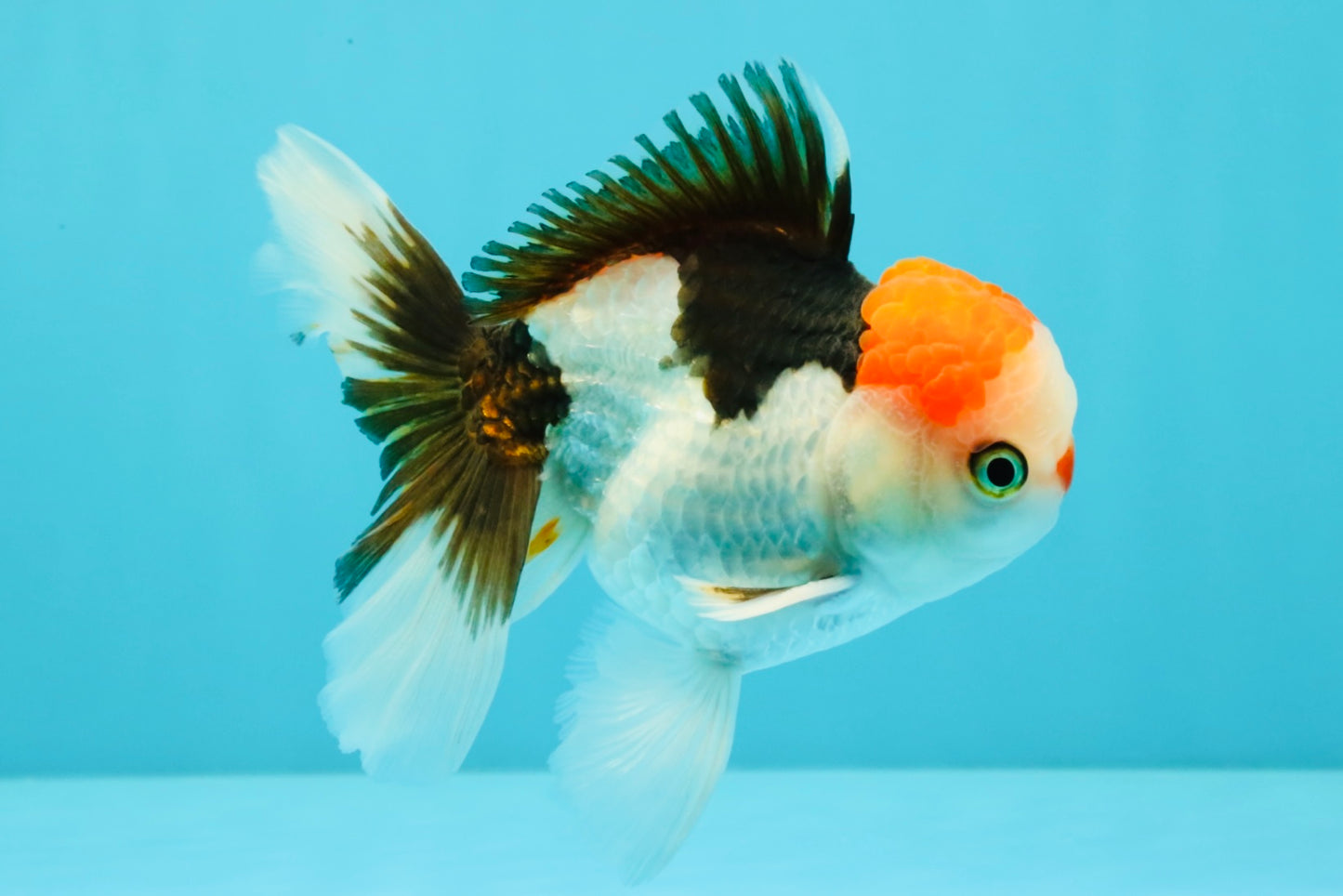 CLOWN A Grade Tricolor Oranda Male 5-5.5 inches #032026OR_14