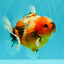 Calico Yuanbao Male 4.5-5 inches #071026YB_18