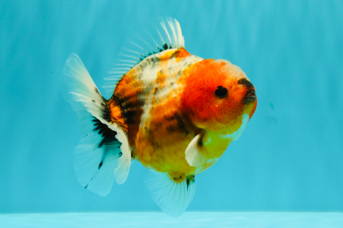 Calico Yuanbao Male 4.5-5 inches #071026YB_18