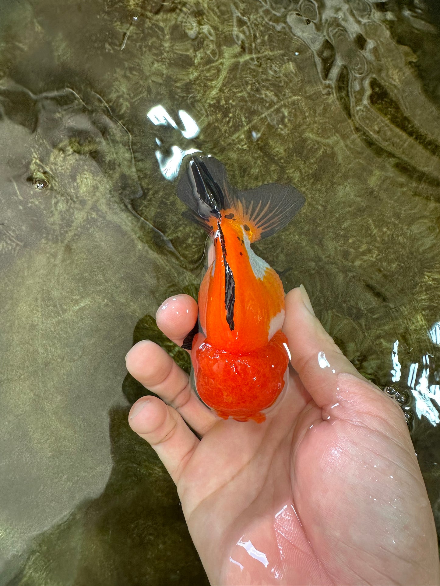 SUPER CUTE Tricolor Yuanbao Male 4.5 inches #071125YB_18
