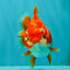 ADORABLE A Grade Red White Yuanbao Female 5 inches #071026YB_22