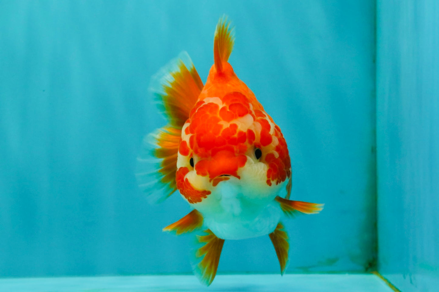 ADORABLE A Grade Red White Yuanbao Female 5 inches #071026YB_22
