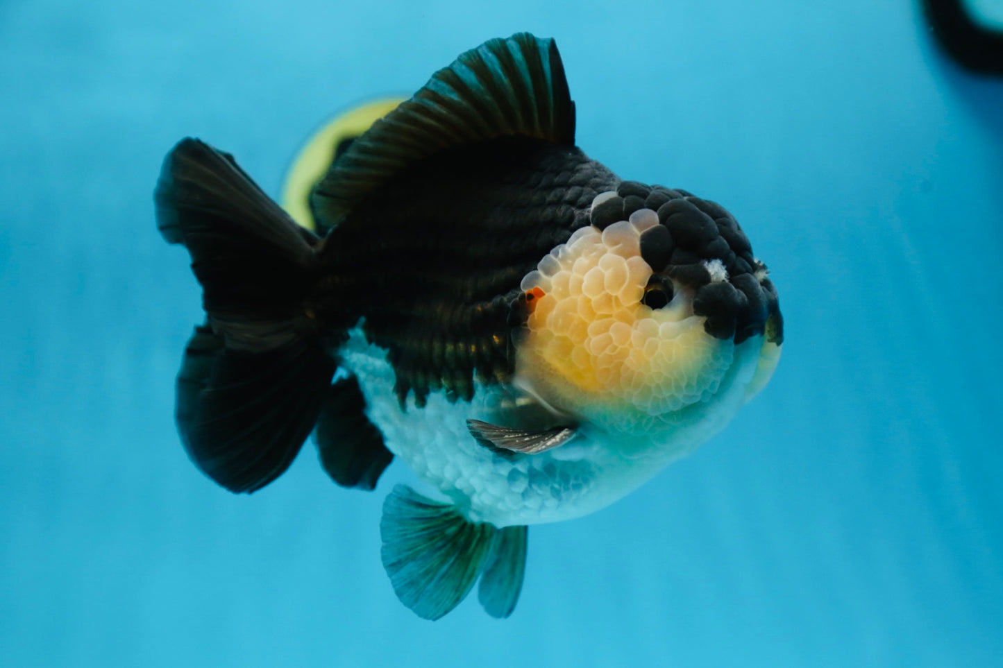 AAA Grade Panda Yuanbao Male 6 inches #091225YB_01