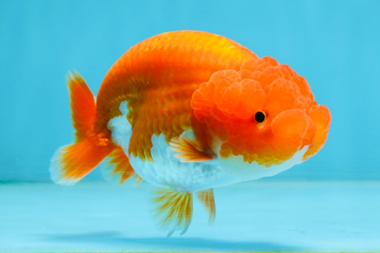 AAA Grade Young Red White LionQueen 4 inches #101025LC_08