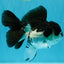 ELVIS Panda Oranda Female 5-5.5 inches #041026OR_07