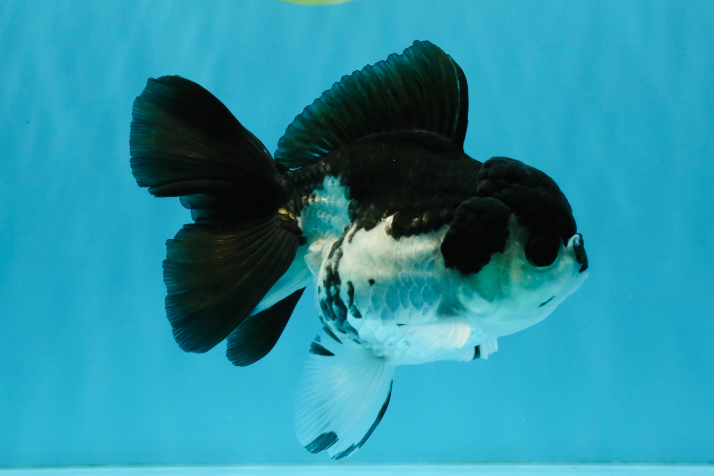 ELVIS Panda Oranda Female 5-5.5 inches #041026OR_07