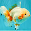 SUPER CUTE AAA Grade Red White Oranda Male 6-6.5 inches #080726OR_04