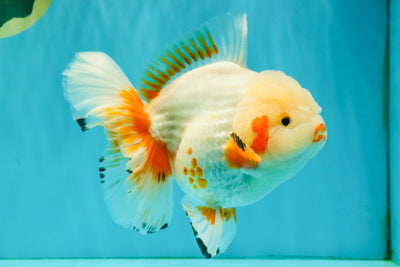 SUPER CUTE AAA Grade Red White Oranda Male 6-6.5 inches #080726OR_04