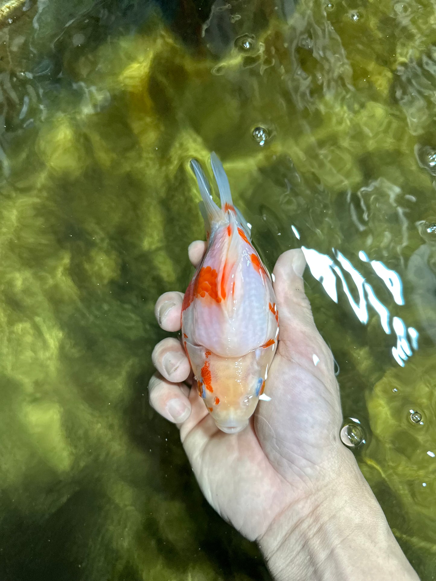 AAA GRADE Red White Ryukin Female 4.5-5 inches #050925RK_17