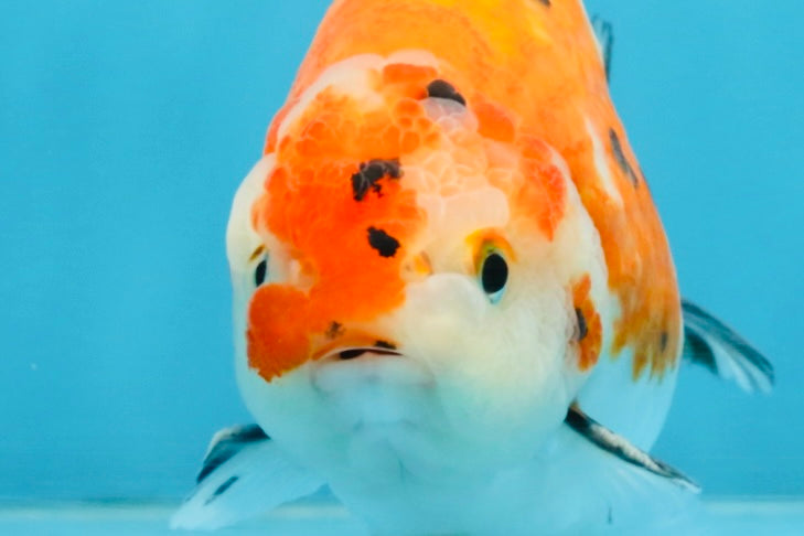 A Grade Tricolor Sakura Chinese Ranchu Male 4.5-5 inches #112125RC_15