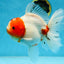 AAA Grade CHUNKY Sakura Oranda Female 6-6.5 inches #080825OR_15