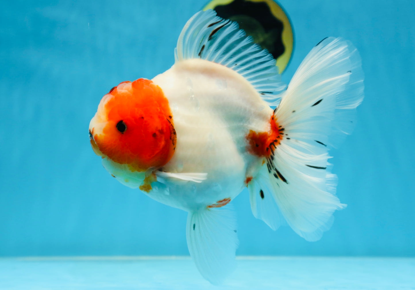 AAA Grade CHUNKY Sakura Oranda Female 6-6.5 inches #080825OR_15
