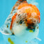 CHUNKY AAA Grade Kirin Calico Oranda Male 6.5 inches #041026OR_02