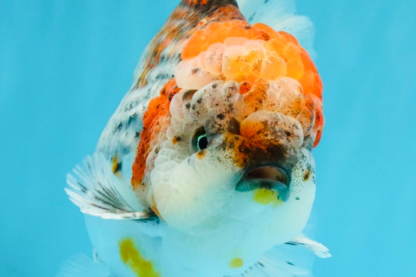 CHUNKY AAA Grade Kirin Calico Oranda Male 6.5 inches #041026OR_02