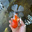 A Grade Flowy Sakura Oranda Female 6 inches #062025OR_22