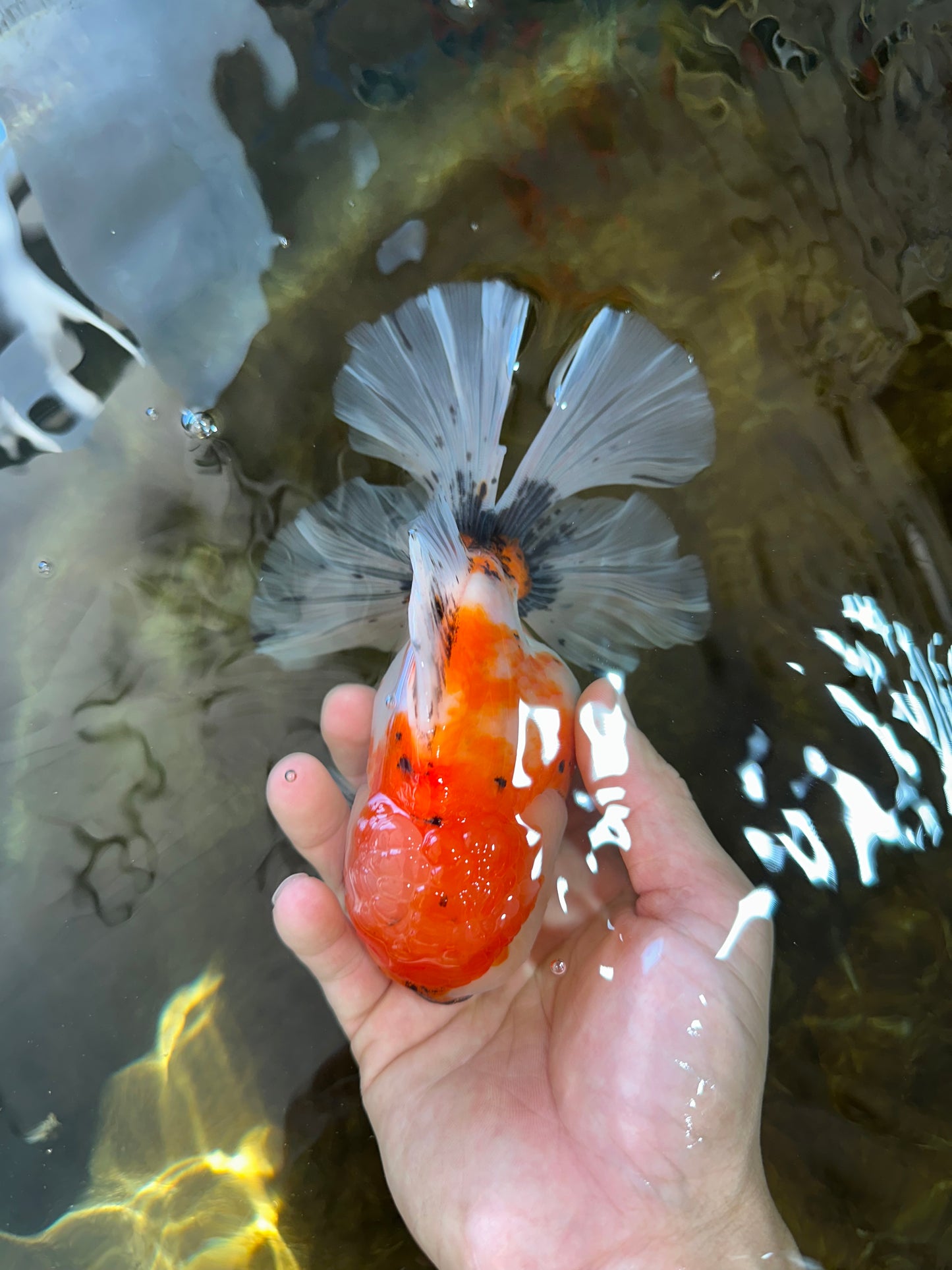 A Grade Flowy Sakura Oranda Female 6 inches #062025OR_22