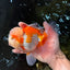 SUPER CUTE AAA Grade Red White Oranda Male 6 inches #082225OR_08