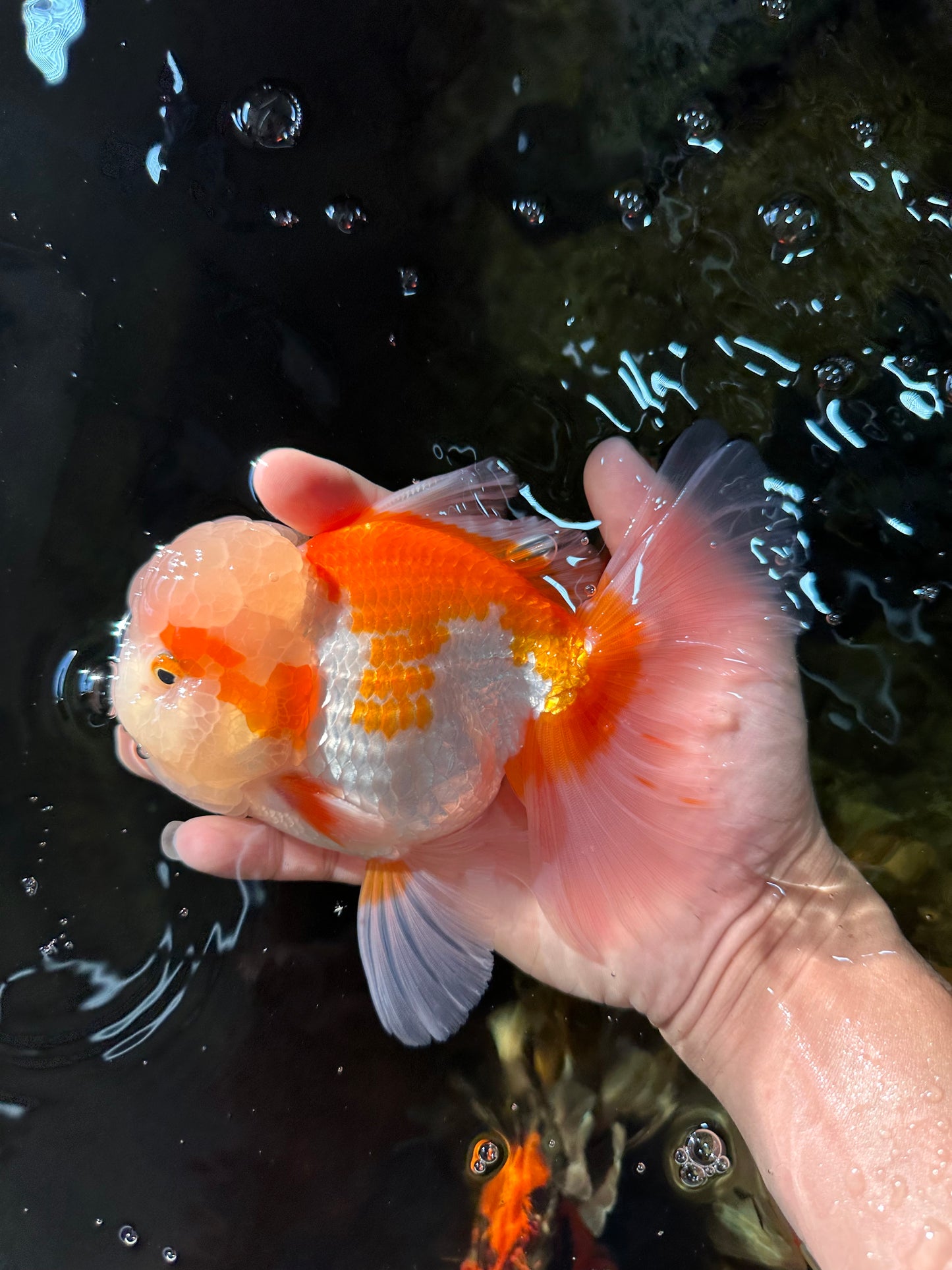 SUPER CUTE AAA Grade Red White Oranda Male 6 inches #082225OR_08