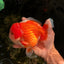 BIG WEN AAA Grade Beautiful Red White Yuanbao Male 6-6.5 inches #071026YB_07