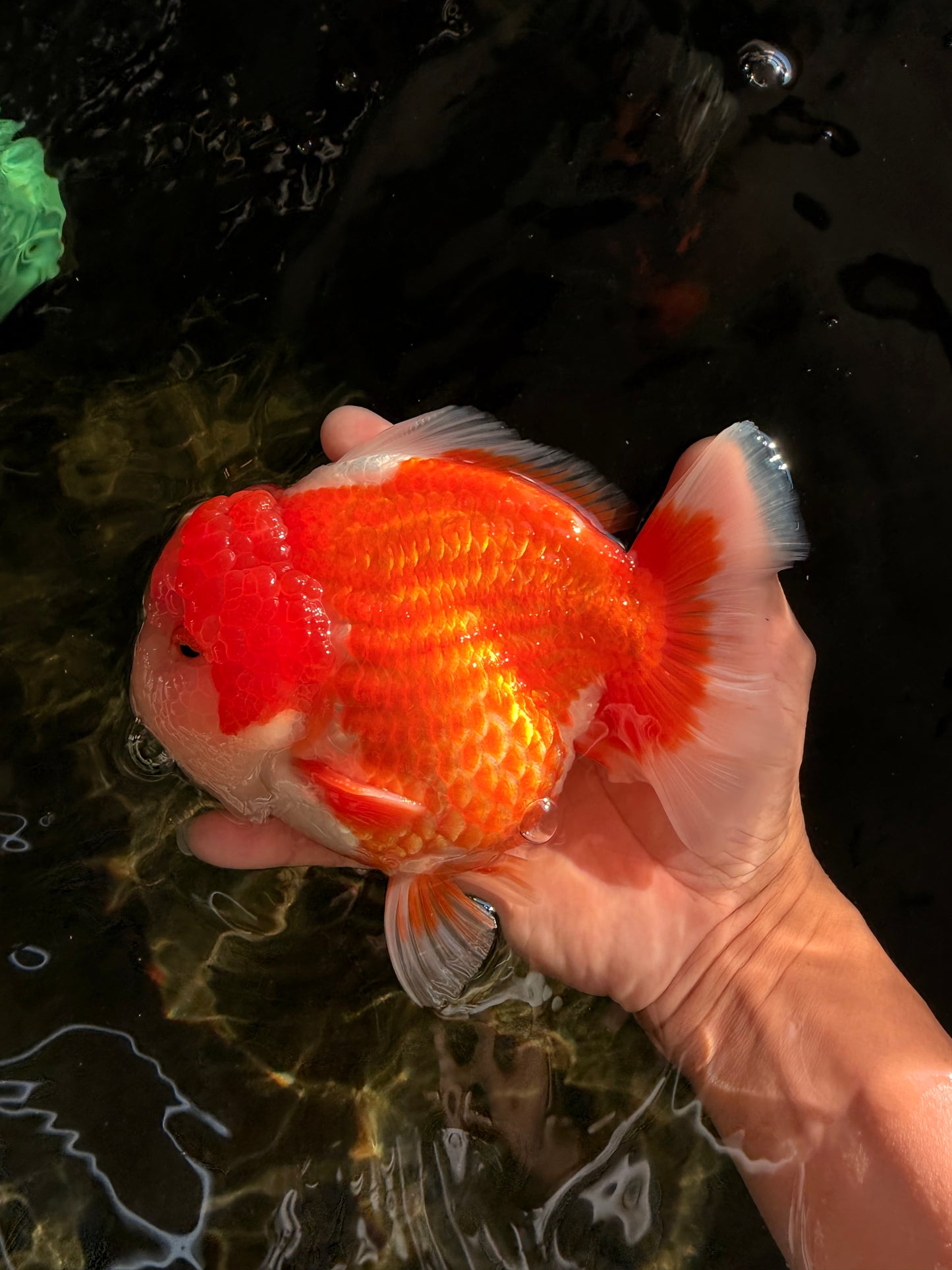 BIG WEN AAA Grade Beautiful Red White Yuanbao Male 6-6.5 inches #071026YB_07