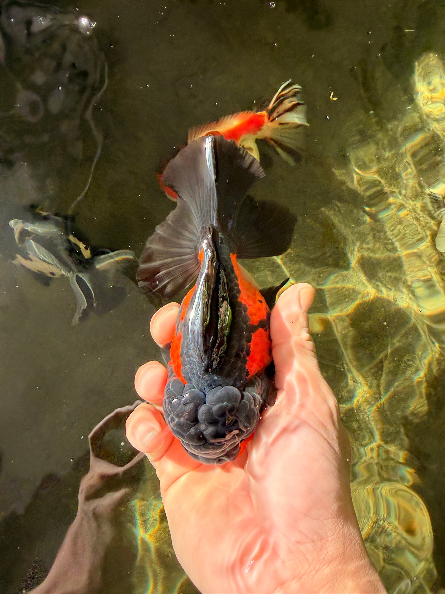 Tricolor Oranda Female 5-5.5 inches #032026OR_08