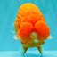 BIG CHEEK AAA Grade Super Hybrid Buffalo Red Ranchu Male 6 inches #100226RC_21