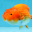 A Grade CHUBBY Red White LionKing 4.5 inches #072525LC_03