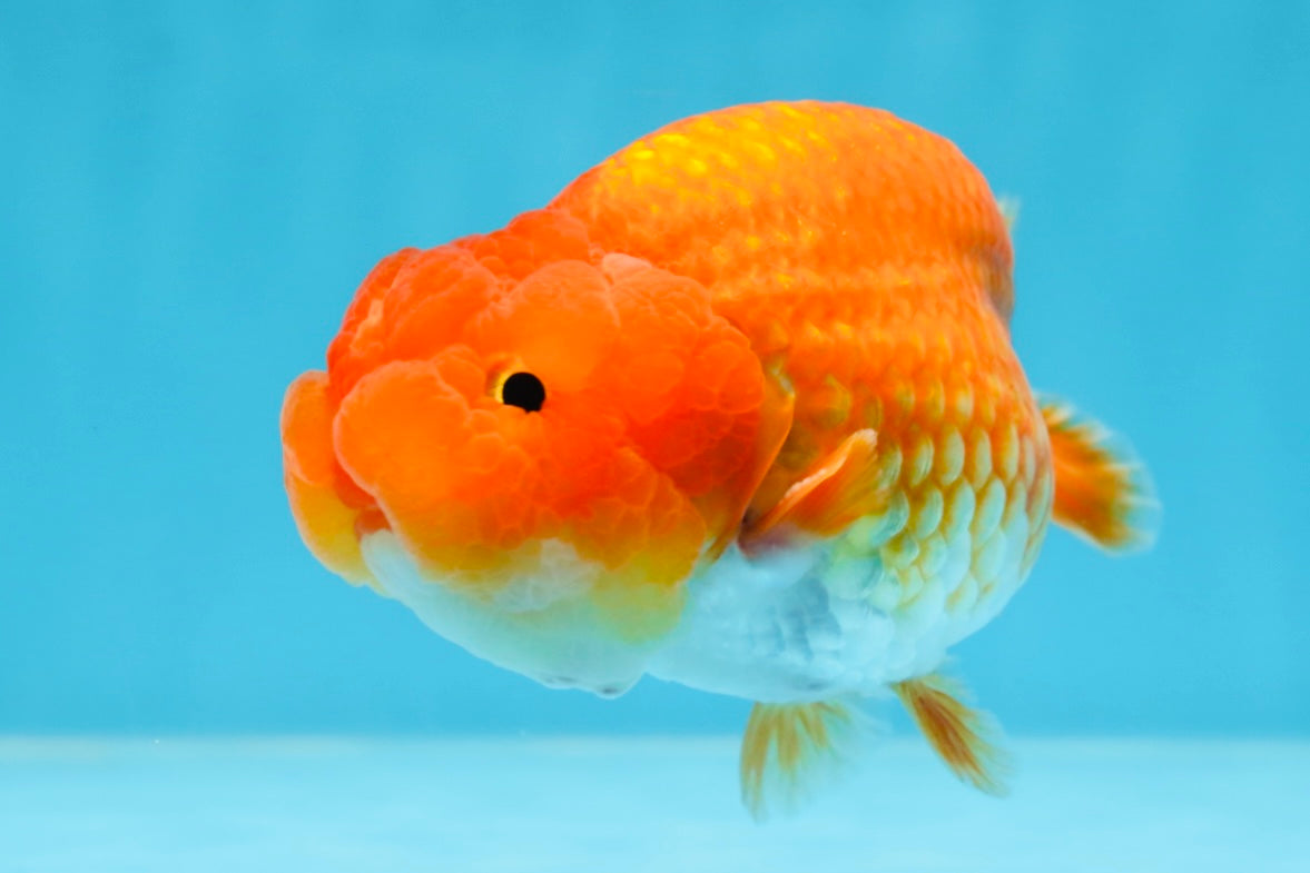 A Grade CHUBBY Red White LionKing 4.5 inches #072525LC_03