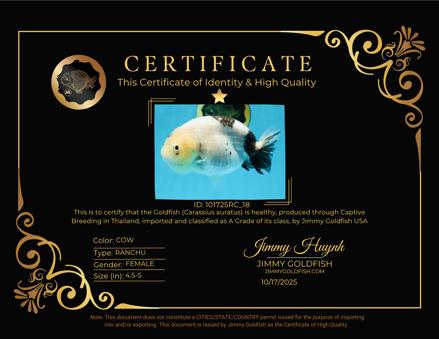 A Grade Chinese Cow Ranchu Female 4.5-5 inches #101725RC_18