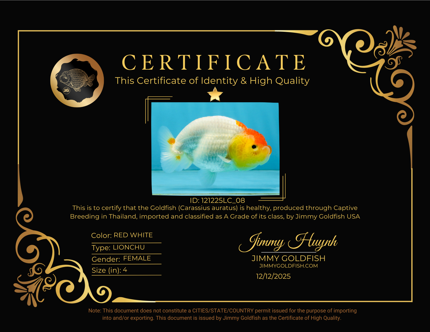 SUPER CUTE A Grade Red White LionQueen 4 inches #121225LC_08