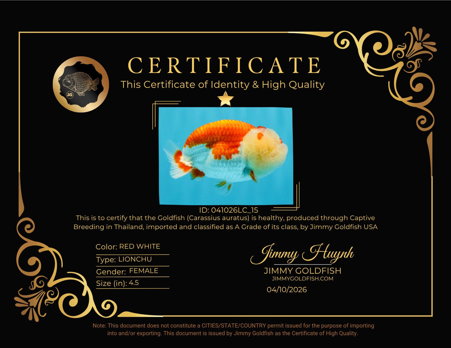 BIG WEN A Grade Red White LionQueen 4.5 inches #041026LC_15