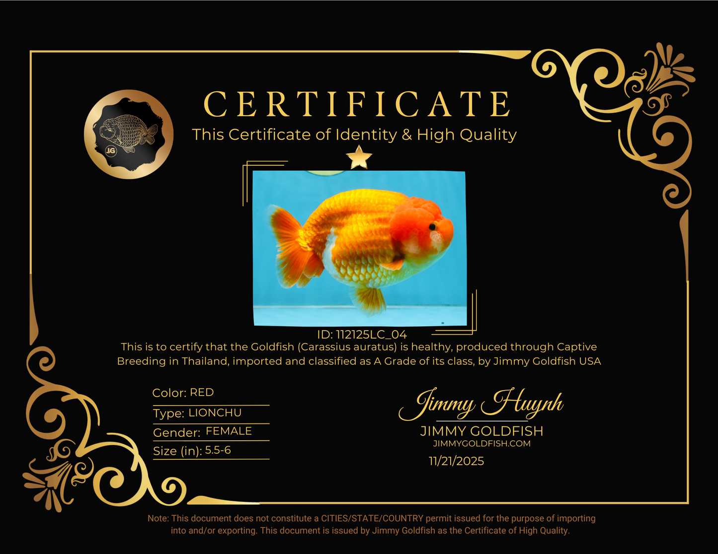 A Grade Red LionQueen 5.5-6 inches #112125LC_04