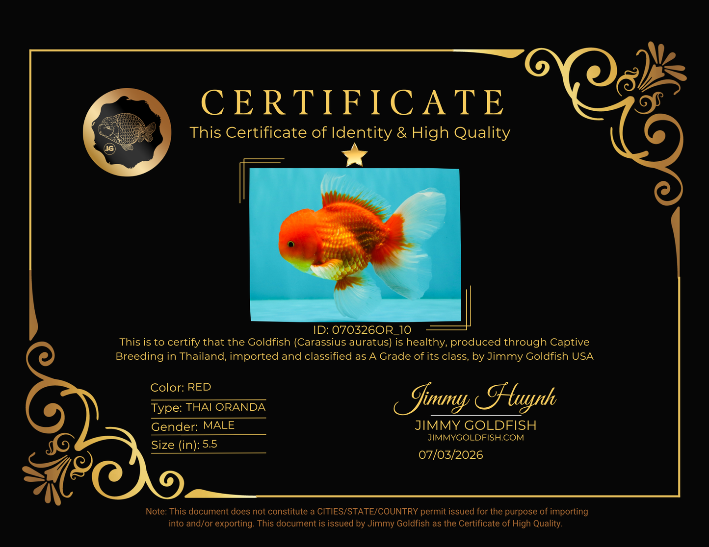 UNIQUE A Grade Red White Oranda Male 5.5 inches #070326OR_10