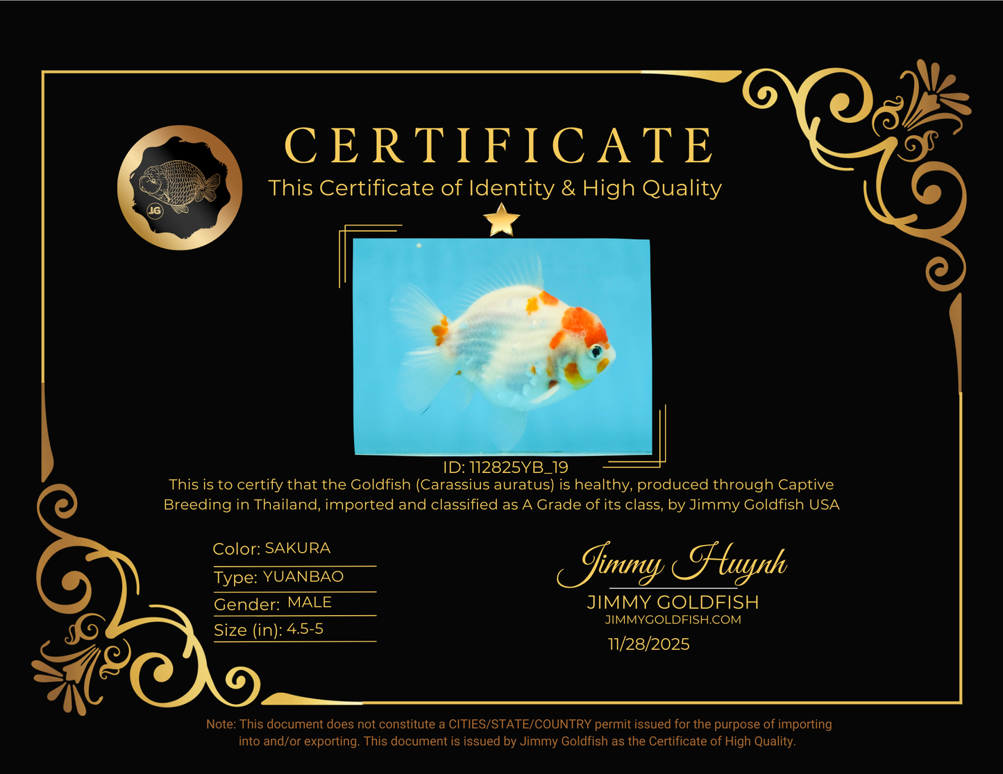 FANCY A Grade Kohaku Sakura Yuanbao Male 4.5-5 inches #112825YB_19