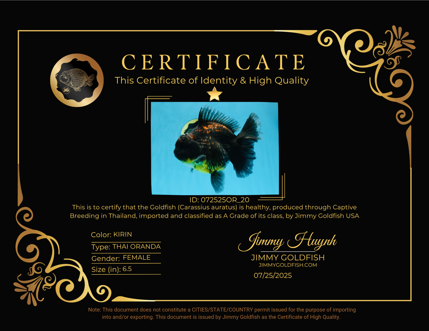 A Grade CHONKY Kirin Oranda Female 6.5 inches #072525OR_20