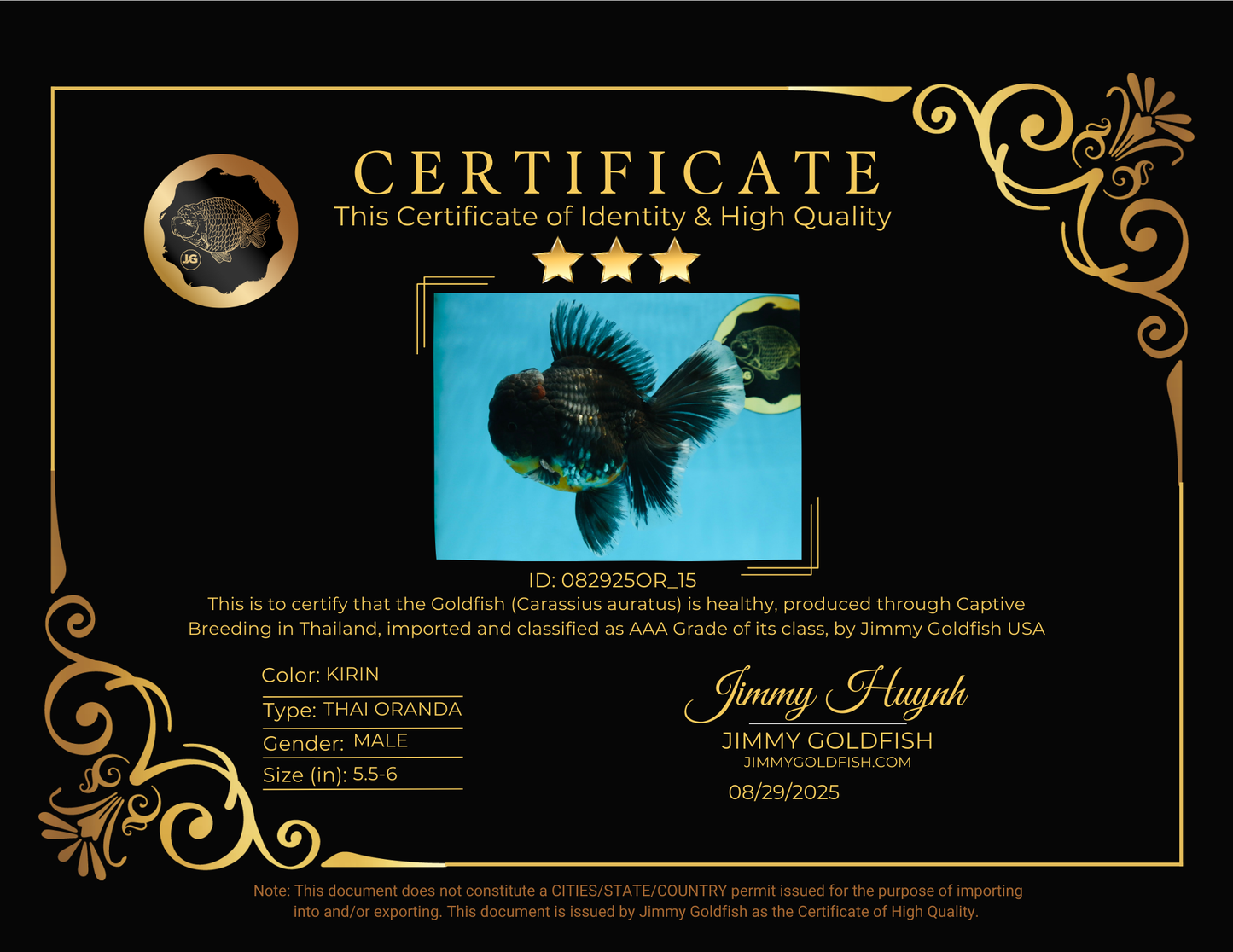 AAA Grade MIDNIGHT Kirin Oranda Male 5.5-6 inches #082925OR_15