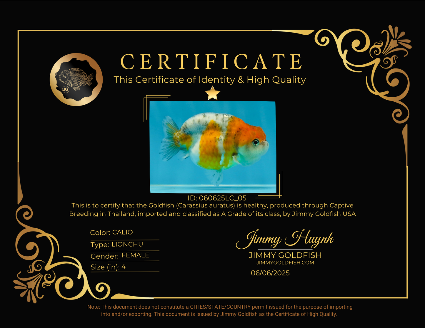 A Grade Calico LionQueen 4 inches #060625LC_05