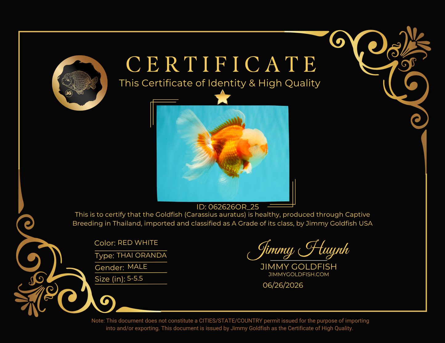 A Grade Jade Head Red White Oranda Male 5-5.5 inches #062626OR_25