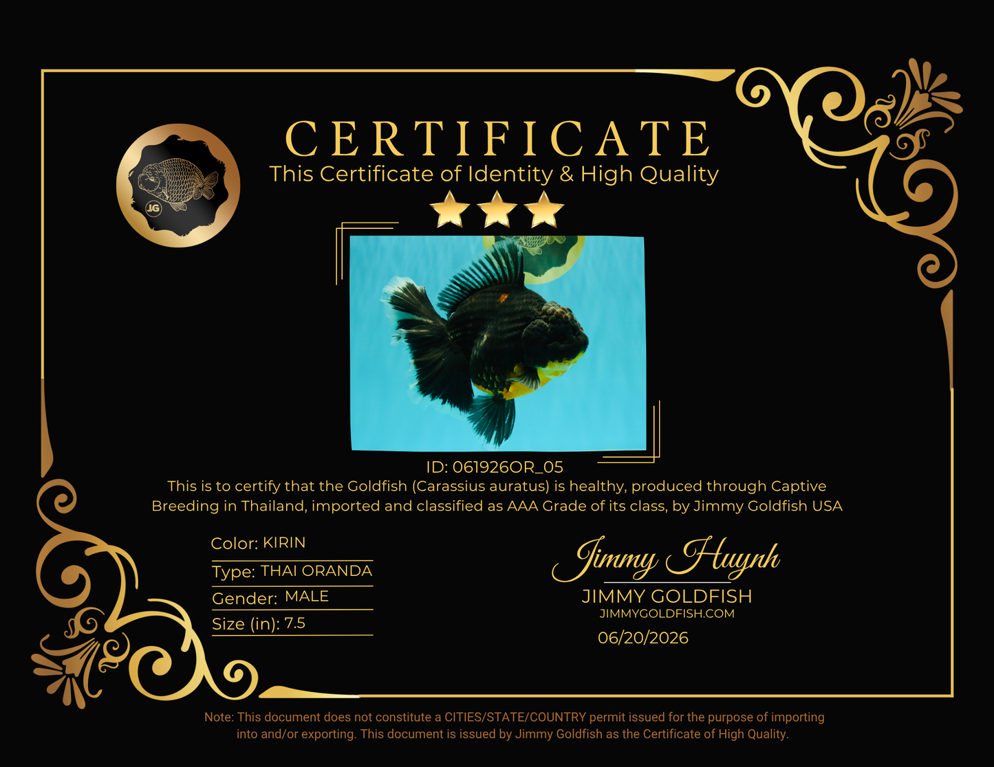 AAA Grade Jumbo Bloodline Kirin Oranda Male 7.5 inches #061926OR_05
